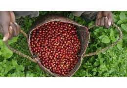 Wat is duurzame koffie?